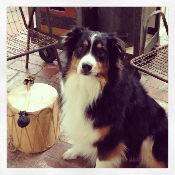 14 januari: Basically the coolest dog.. Ever ...
