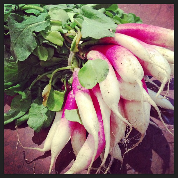 03 februari: Purdiest French radishes I ever did see!
 03 februari: Purdiest French radishes I ever did see!