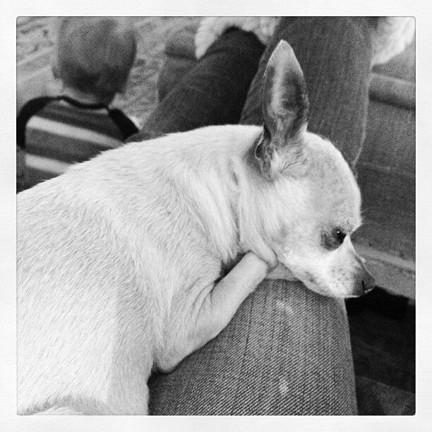 23 februari: Lap dog... I spy a rascal in the back
