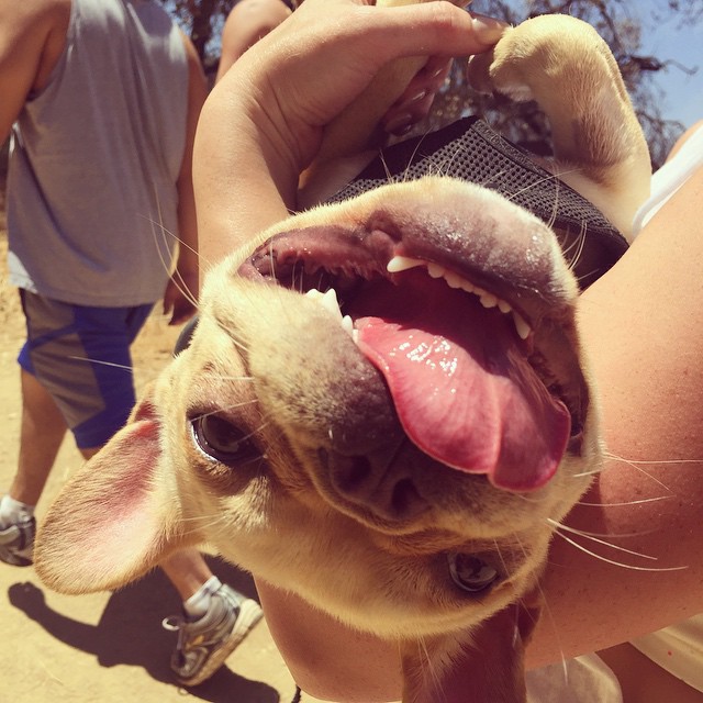 30 mei: He's more of a down the mountain hiking dog #beau #myfrenchlove

