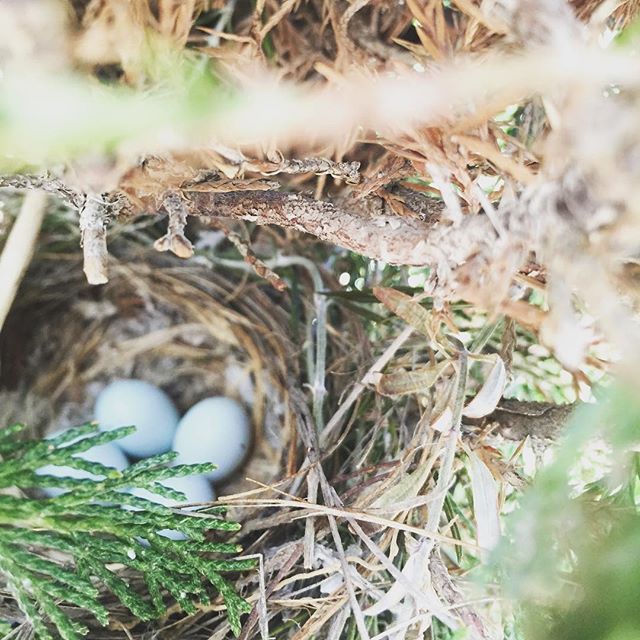 17 juli: A little bird has made a nest and been protecting her eggs In one of my trees! So sweet #goodmama
