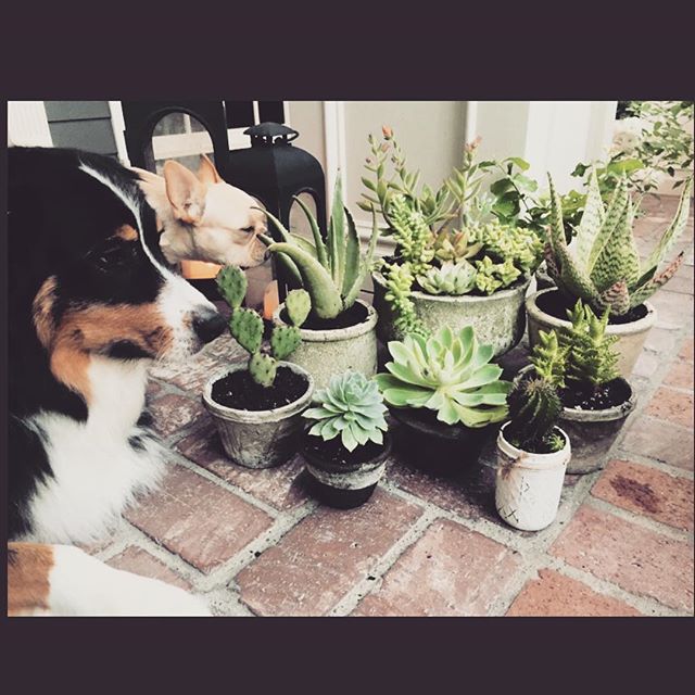 18 augustus: Martha ain't got nothin on me😄 (hey you dummies those things poke!)
