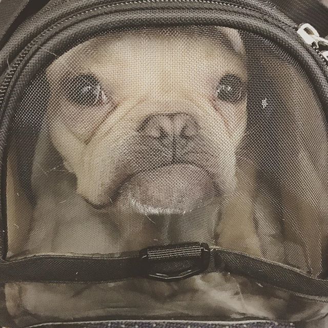 11 december: ✈️🐶💭 worst.day.ever.
