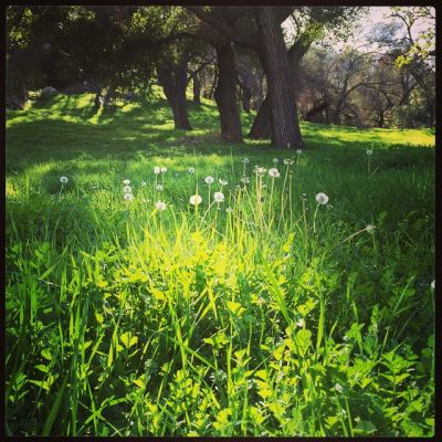 26 Februari: dandelion wishes
