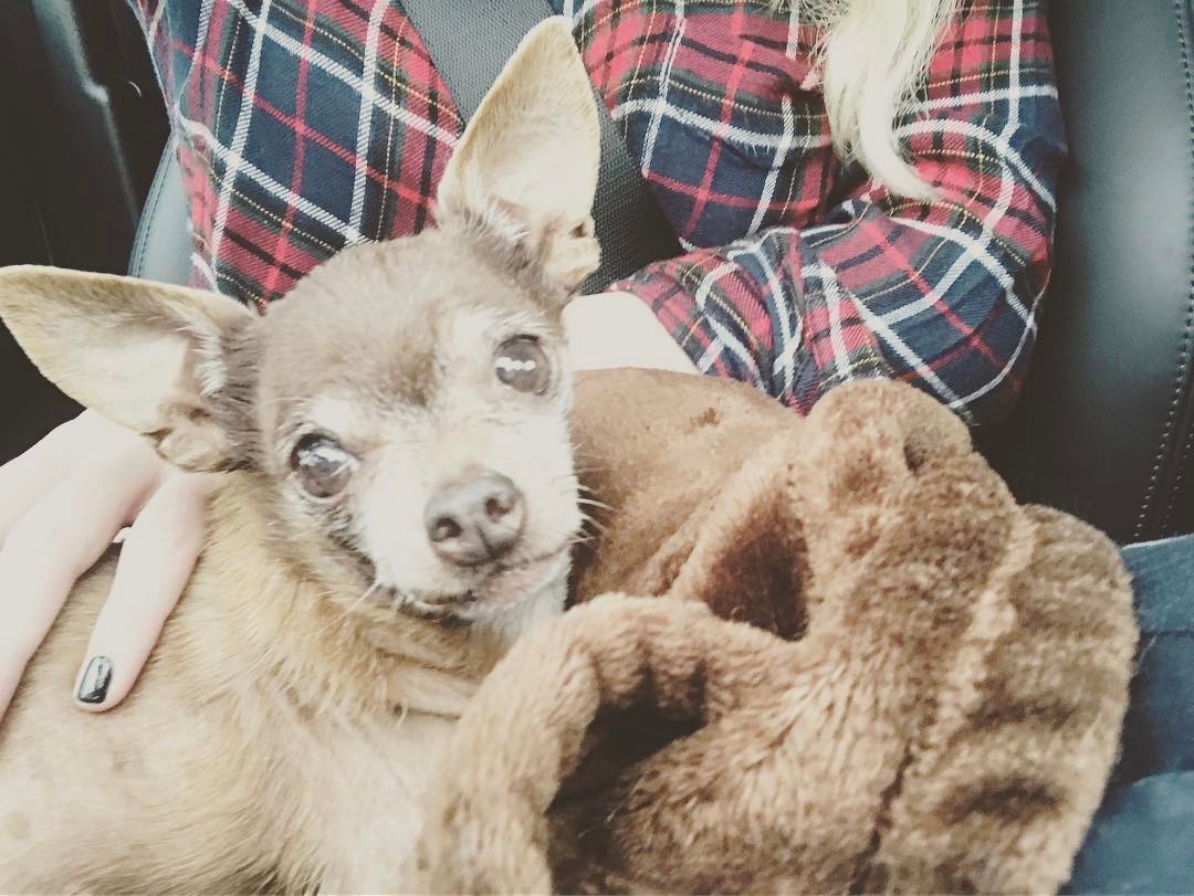 08 februari: Had to send this amazing little guy up today:( he's going to be with his first mom (my grandmother🦋) he was 20 years young my sweet faced boy, such a love, such a good dog❤️Coco we will miss you keeping everyone in check around here. 🌙✨💔
