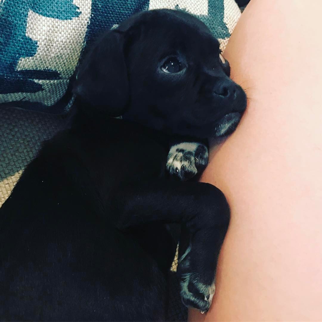 03 mei: Meet Momo ❤️ @loveleorescue thank you for this sweet addition ❤️💔❤️💔 #rescuepup #chug
