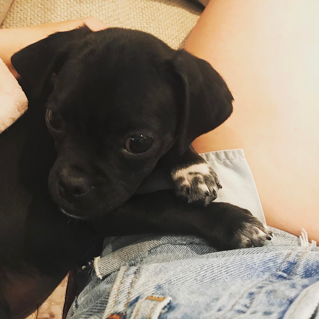 03 mei:Guys. My mom needs help. Should it be Momo? should it be Bean? Momo or Bean?Hello! name me please! Woof (that's thanks in dog) and goodnight @loveleorescue #nameme
