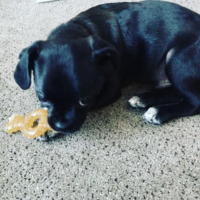 16 mei: Such a cute puppy!!! @hilaryduff
