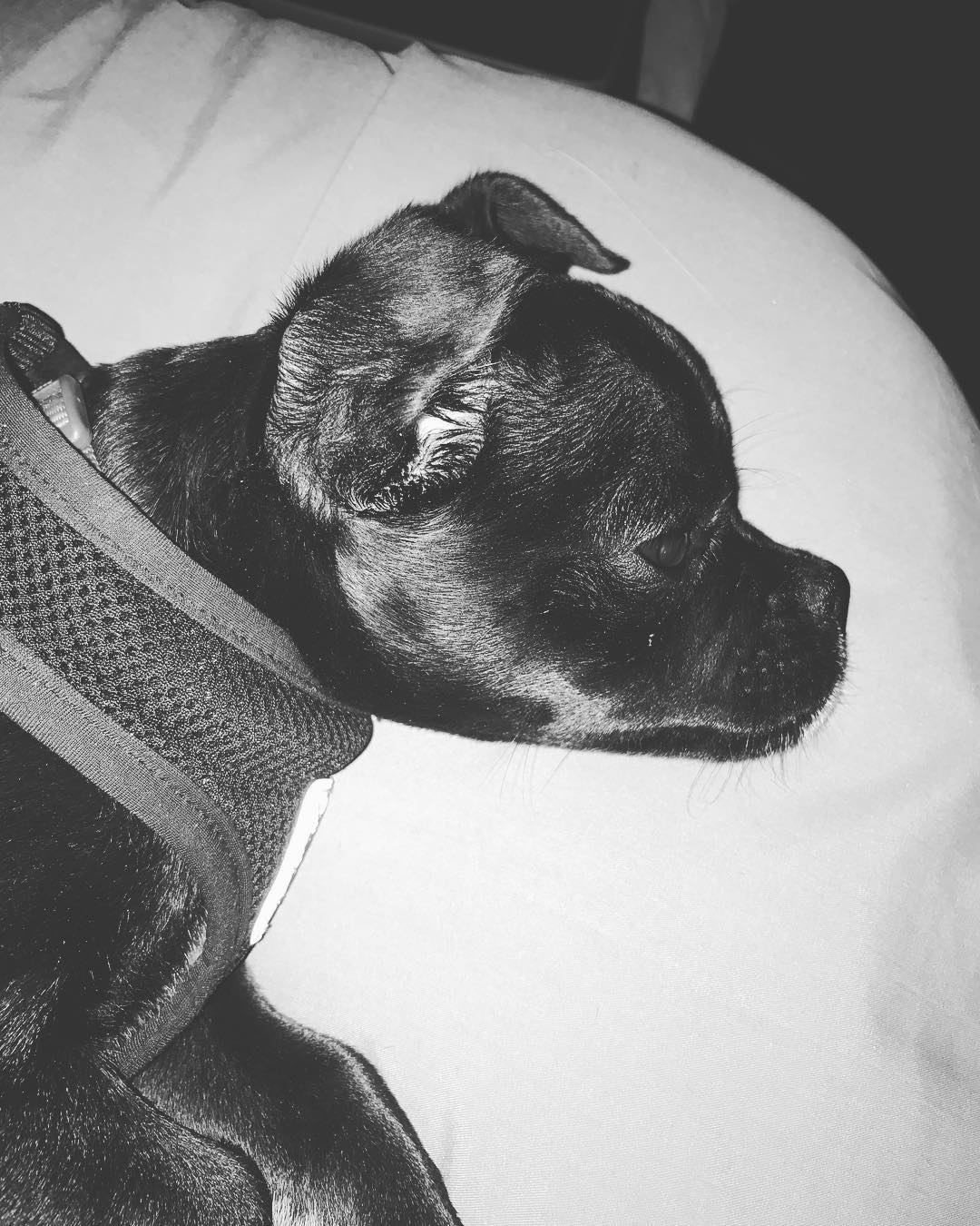 26 mei: My road dog
