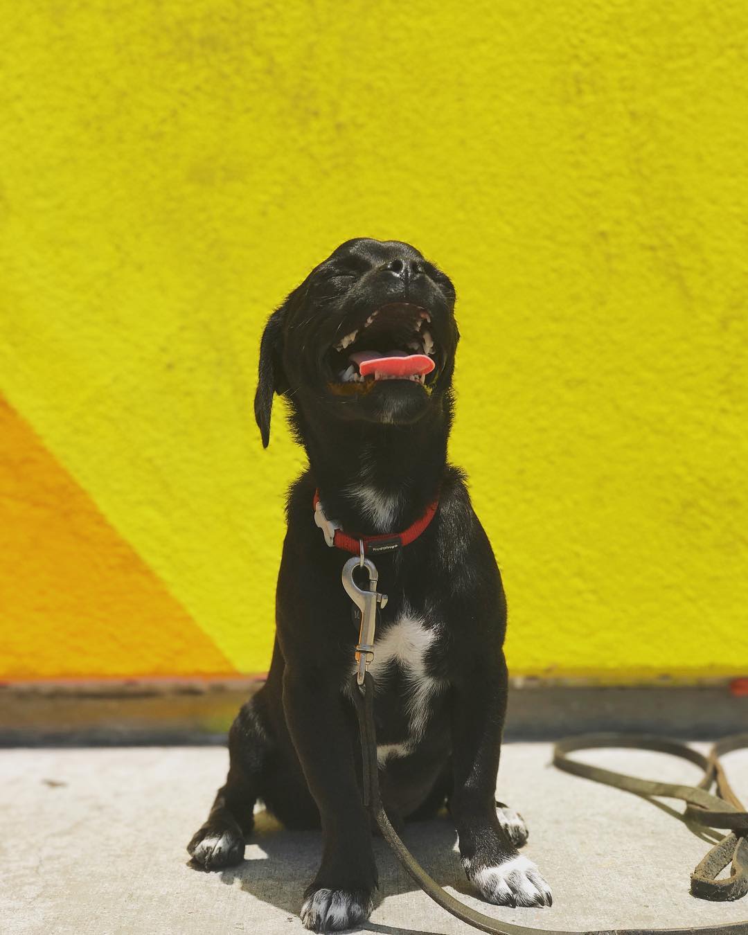 23 juni: Yea I know what day it is ☀️ #momothechug
