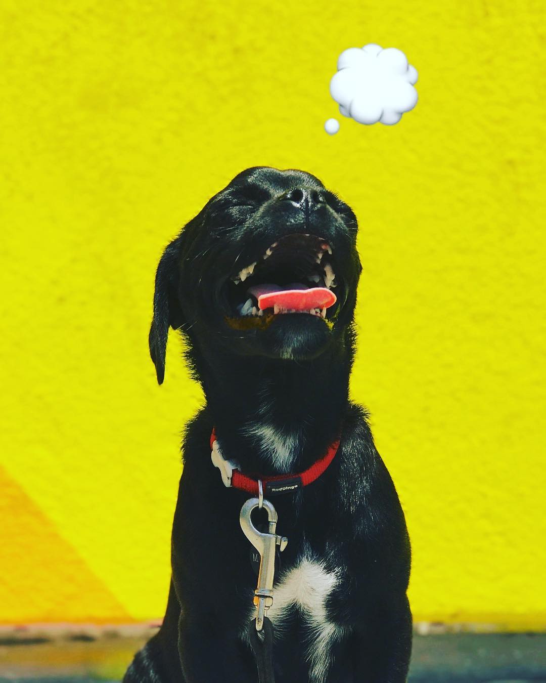 23 juni: Change of caption. I'm the shit I'm the shit I'm the shit #momothechug
