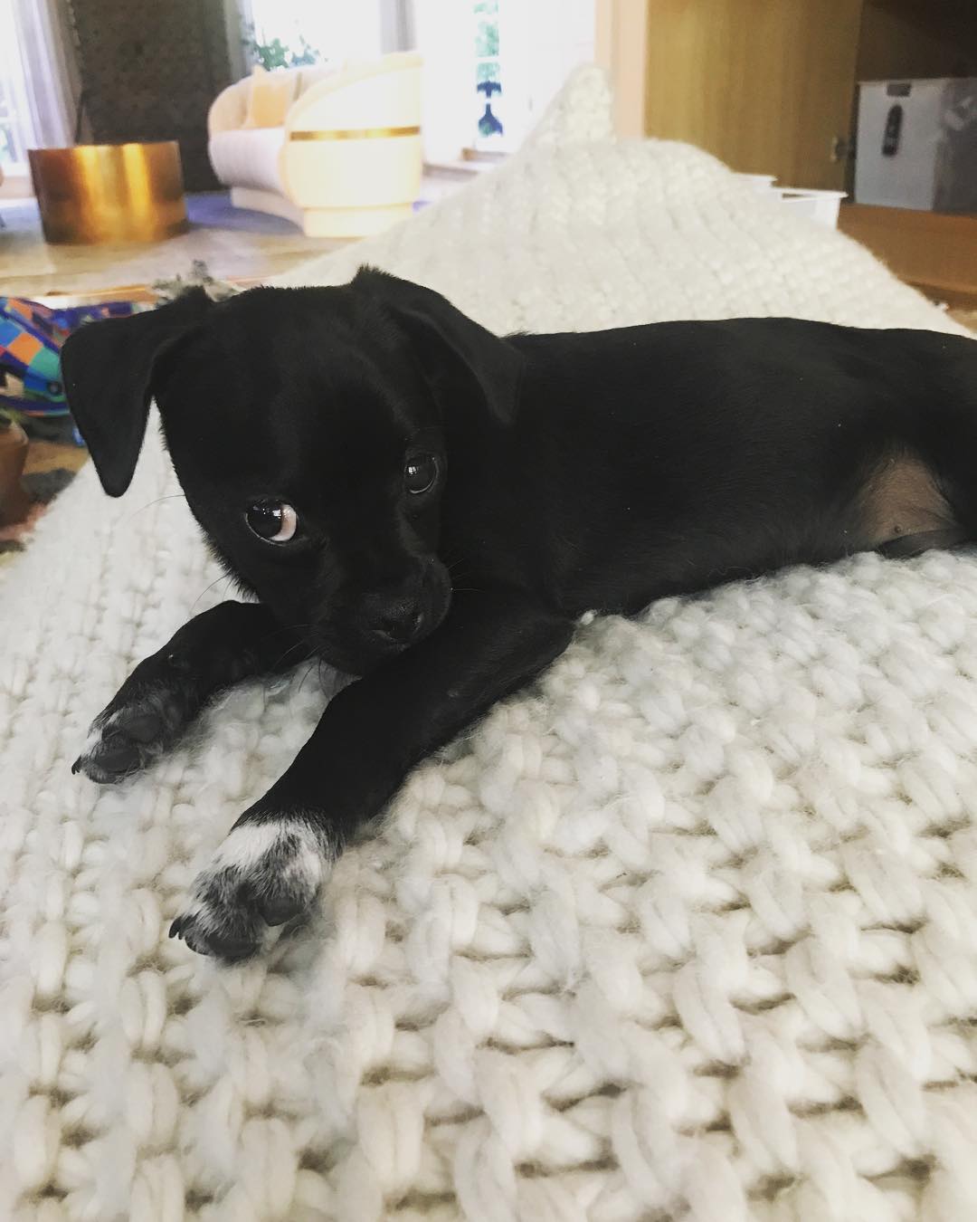 01 juli: Woof #momothechug

