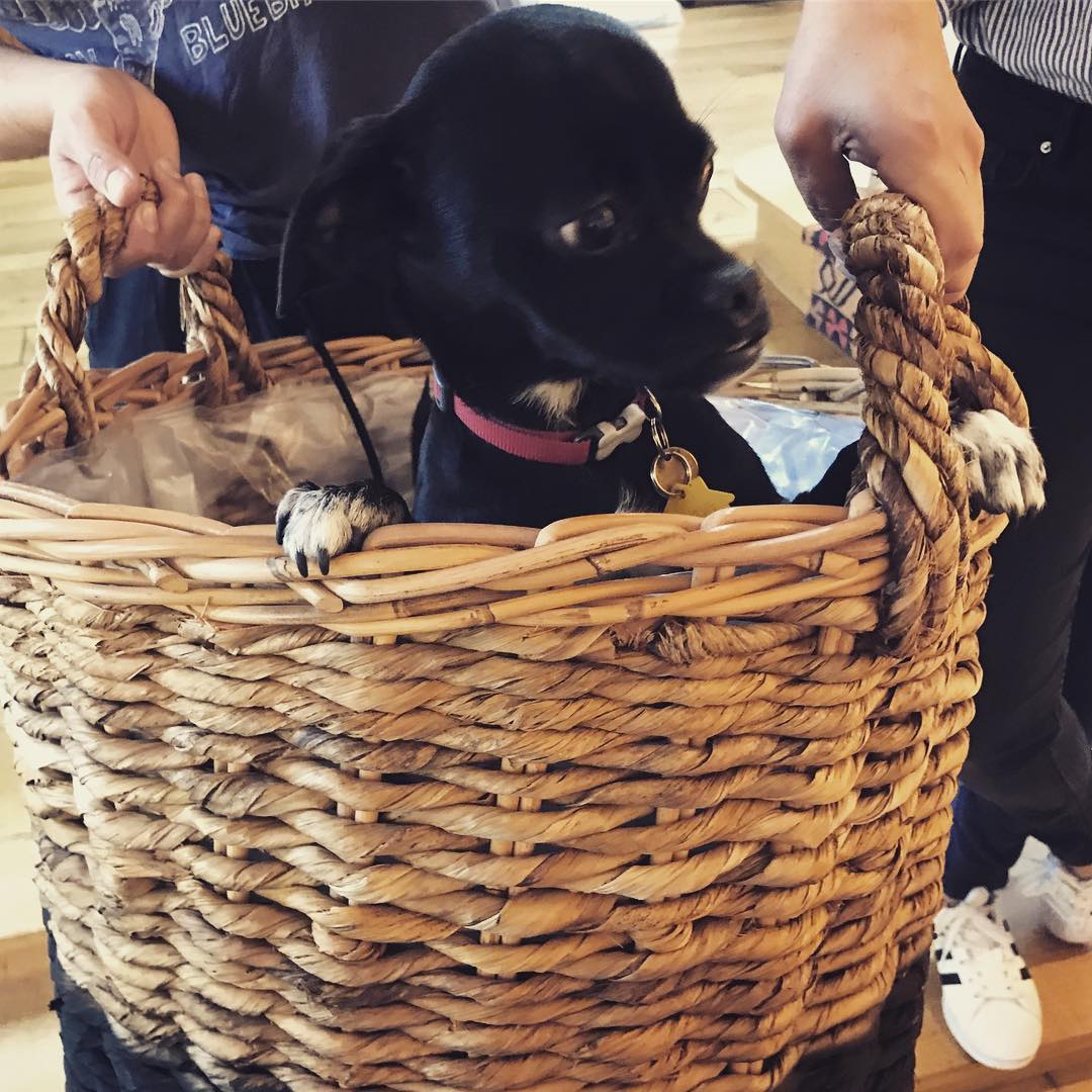 19 september: Puppy not for sale. #underbitesunite
