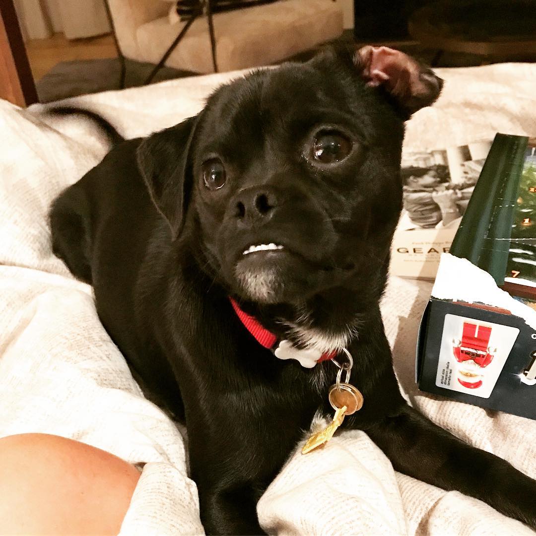 25 september: Earflip. #underbitesunite #momothechug @loveleorescue thank you for this wild gift. I love him so much. He's a real weirdo tho
