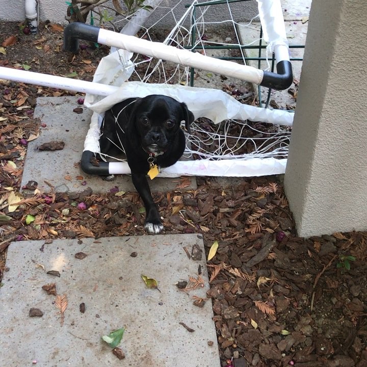 11 oktober: Trapped and tangled. This little momo almost gave me a heart attack. 💔❤️ mo and his adventures 
