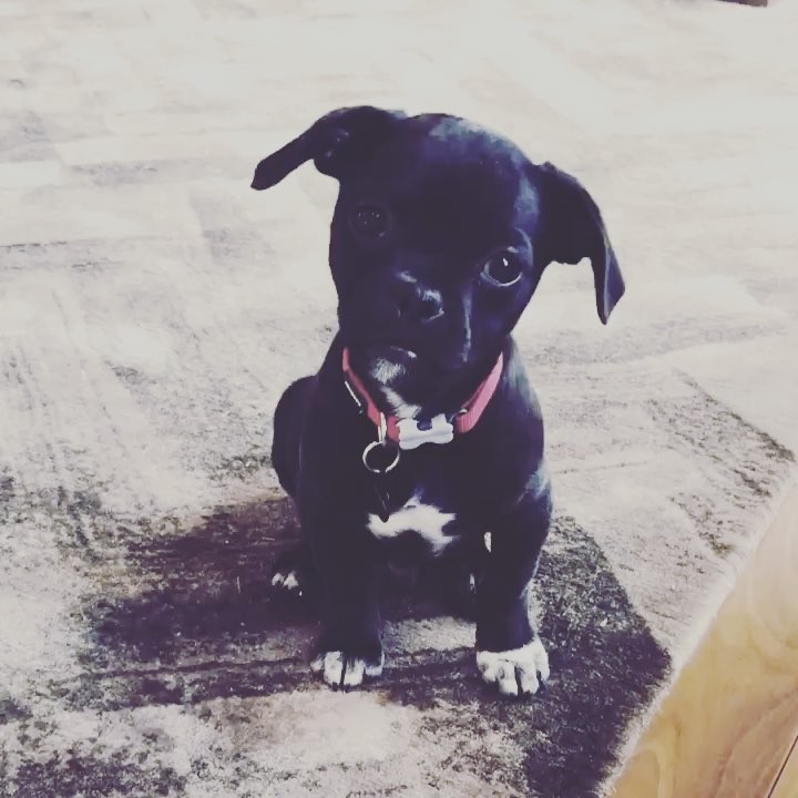 03 november: A tasty little #tb to puppy mo
