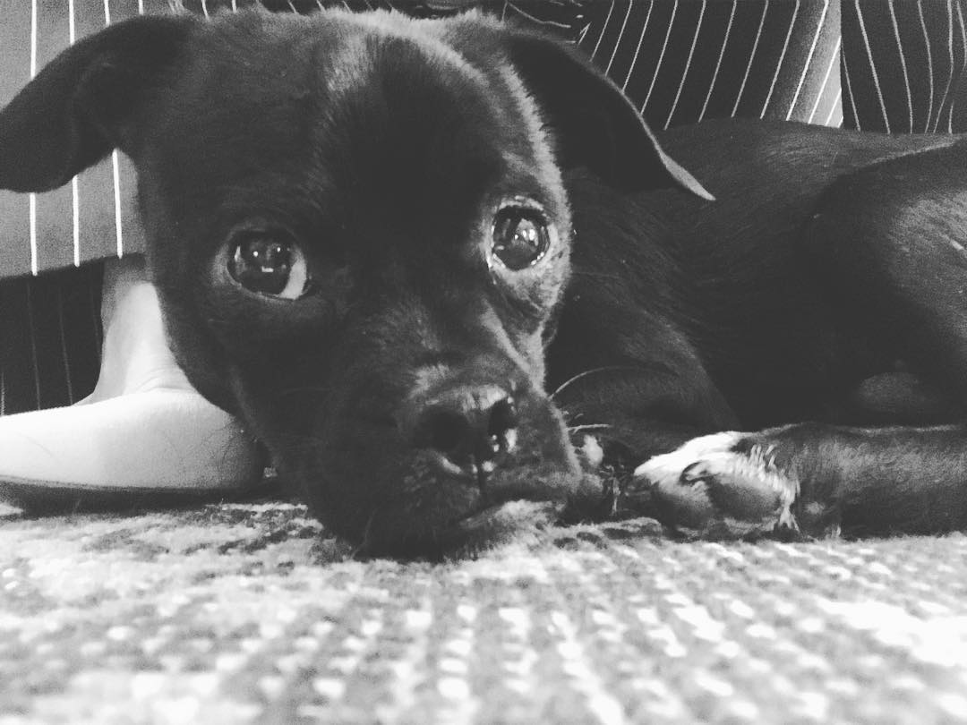 28 november: Proud to be part of @RachaelRay's #SantaPaws2017 this year. She's donating $10K to support my favorite organization, @loveleorescue to help make a difference. Happy Holidays! 🐱🐶 i got little(naughty) Momo from @loveleorescue and he was a wonderful (naughty) edition, that keeps us laughing all the time ❤️❤️
