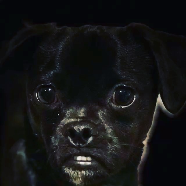 19 april: Ohhhh my god. Pretty grateful for @matthewkoma new hobby .... it gave me this gem! #momothemodel
