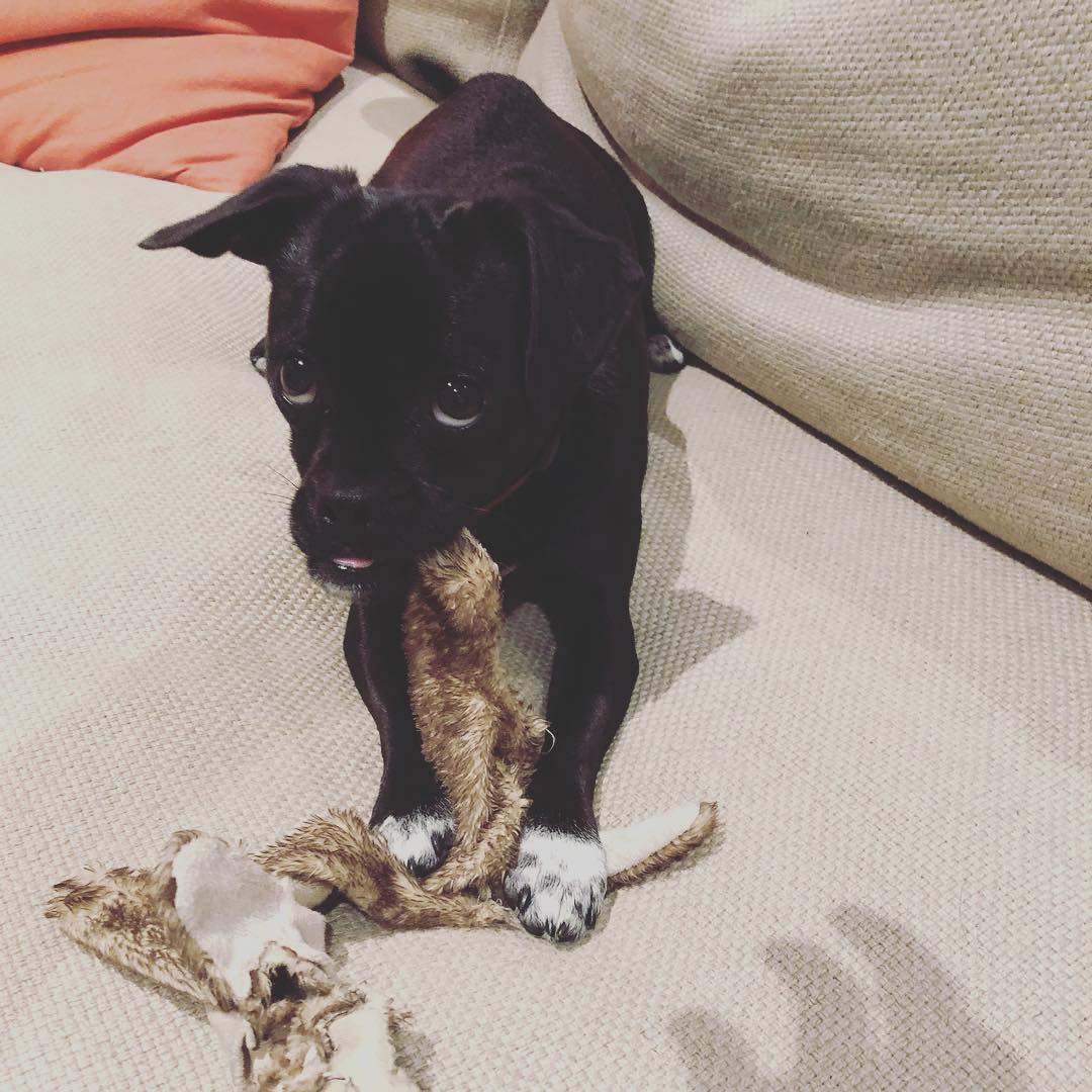 15 mei: this little flop eared lover..... ba ba ba ba bad to the bone
