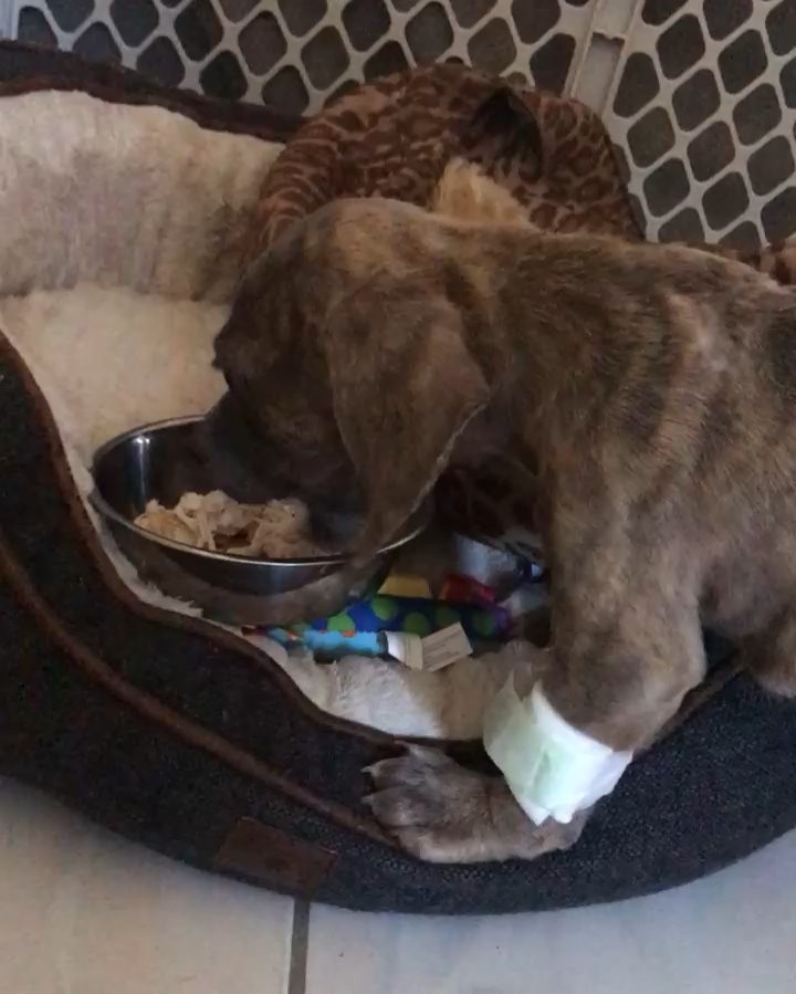 11 september: Nova eating on her own after her battle with parvo and puppy strangles a few weeks prior. This little girl hasn’t been able to catch a break but she fought on with the help and love from many! @loveleorescue you guys are angels to care as much as you do. She would be coming home with me if I didn’t have four fur Babies already, Luca and a non fur baby on the way. Rock on miss nova! We are all rooting for you to have a full recovery and a top notch life girl friend 💖
