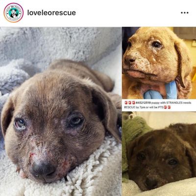24 augustus: Everyone who follows me knows how much I love @loveleorescue they do such amazing work. I just donated 50 bucks for this little baby that needs help. Sometimes I Venmo 5 bucks..if 10 of you donate a dollar it’s 10 dollars for these babies that can’t help themselves...people neglected or mistreat these poor babies and it’s so awful #dowhatyoucan #thankyou ❤️❤️

