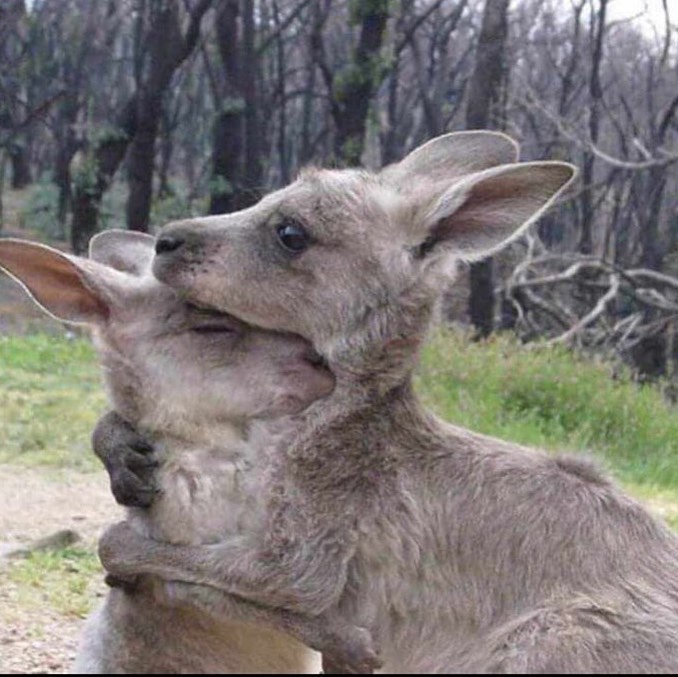 05 januari: The next photo is absolutely gut wrenching. The fires in beautiful Australia are covering the entire country 14.7 million acres have burned. That is an unfathomable number. Half a billion animals GONE. Burned alive. 💔💔 its a strange feeling of guilt to be enjoying my honeymoon in South Africa in a similar landscape where the animals are healthy and free and such devastating circumstances for others occurring at the same moment. Homes burned, people displaced and unfortunately some lives lost. @Matthewkoma and I are coming up with a number that we feel comfortable with to donate and will keep you posted on that. Please do what you can
