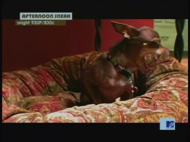 DailyDuff-dot-nl_MTVsThisIsNow2040.jpg DailyDuff-dot-nl_MTVsThisIsNow2040.jpg