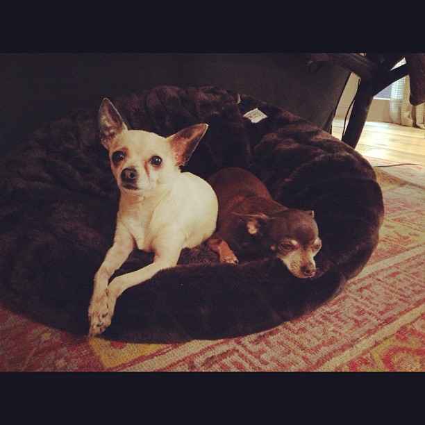 05 december: I love sharing moments with my little dogs. There are #new and touching #therapydog stories available at cesar.com/therapydogs - please #share your #favorites and Cesar Canine Cuisine will continue to #sharethelove #spon
 05 december: I love sharing moments with my little dogs. There are #new and touching #therapydog stories available at cesar.com/therapydogs - please #share your #favorites and Cesar Canine Cuisine will continue to #sharethelove #spon