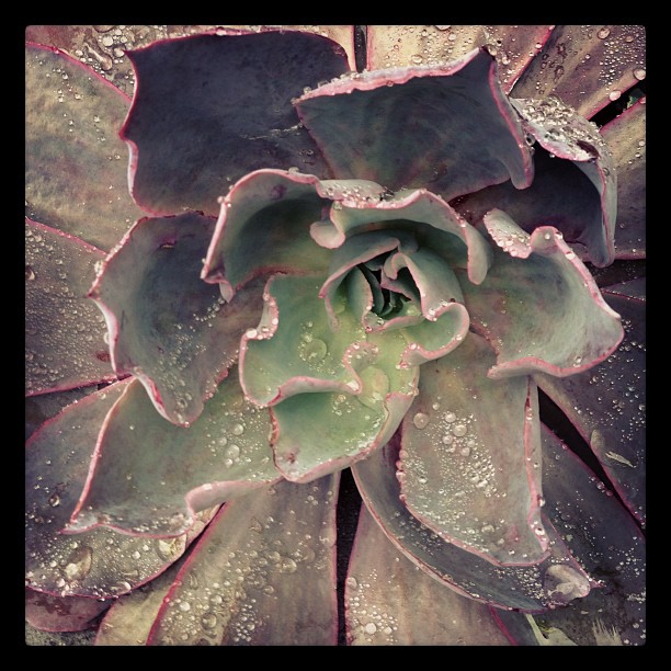 17 december: Succulent in my front yard
 17 december: Succulent in my front yard