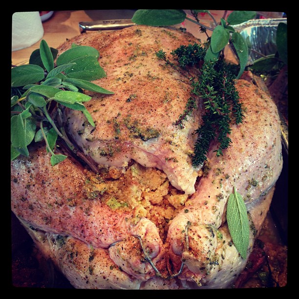 25 december: @roxxane beautiful Christmas turkeys. More pretty when cooked!!
 25 december: @roxxane beautiful Christmas turkeys. More pretty when cooked!!