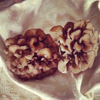 18 augustus: Beautiful "hen of the woods"mushrooms!
