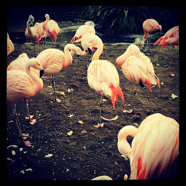 19 Januari: 'mingos #santabarbarazoo
