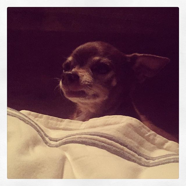 29 juli: COCO. I am so lucky for everyday that u keep on kickin. You are a fine wine my friend... Just keep gettin better with age. You are the last bit of my grandmother I have left and you never disappoint....(except when u pee on my rug) seriously I love you so much... Play on playa #19 #💪🏻#lescuddle
