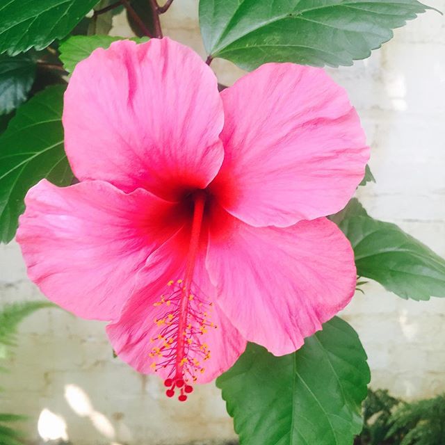 27 september: Hey guys! the real life 🌺🌺🌺🌺🌺🌺!!!!
