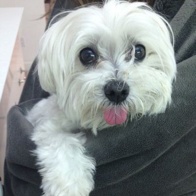 29 Januari: PLEASE HELP US FIND CHARLIE!!!! He is missing. Last seen being picked up by a pregnant woman and her son. White Maltese. Red collar. Please call!!(310) 860-1650! Or contact @switchboutique
