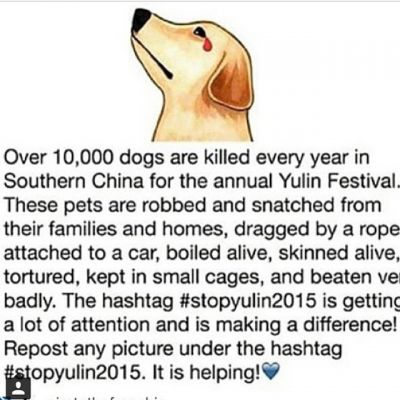 18 juni: This is so terrible. How on earth could humans be so cruel. Please repost #stopyulin2015
