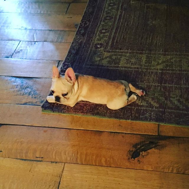 15 maart: I'm really disappointed you can see my rug pad.... However I have a very cute dog. #๐es
 15 maart: I'm really disappointed you can see my rug pad.... However I have a very cute dog. #๐es