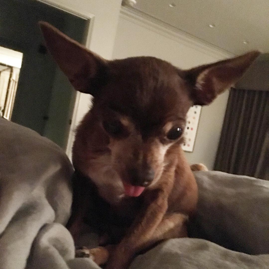 24 juli: I asked coco what he thought about #peach being back home.... This was his response
