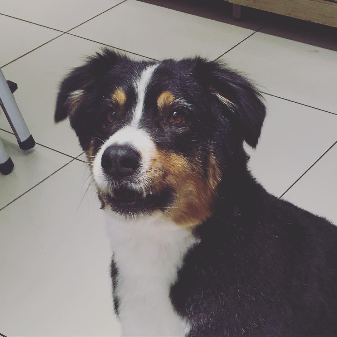 28 juli: This angel...... 😍😍😍😍 blessed everyday this dog found me
 28 juli: This angel...... 😍😍😍😍 blessed everyday this dog found me
