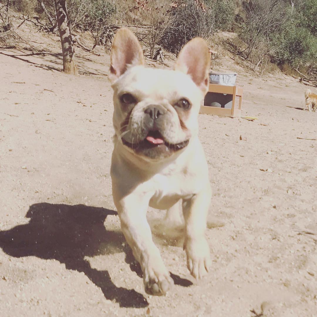 10 november: Coming for that weekend 🐶
