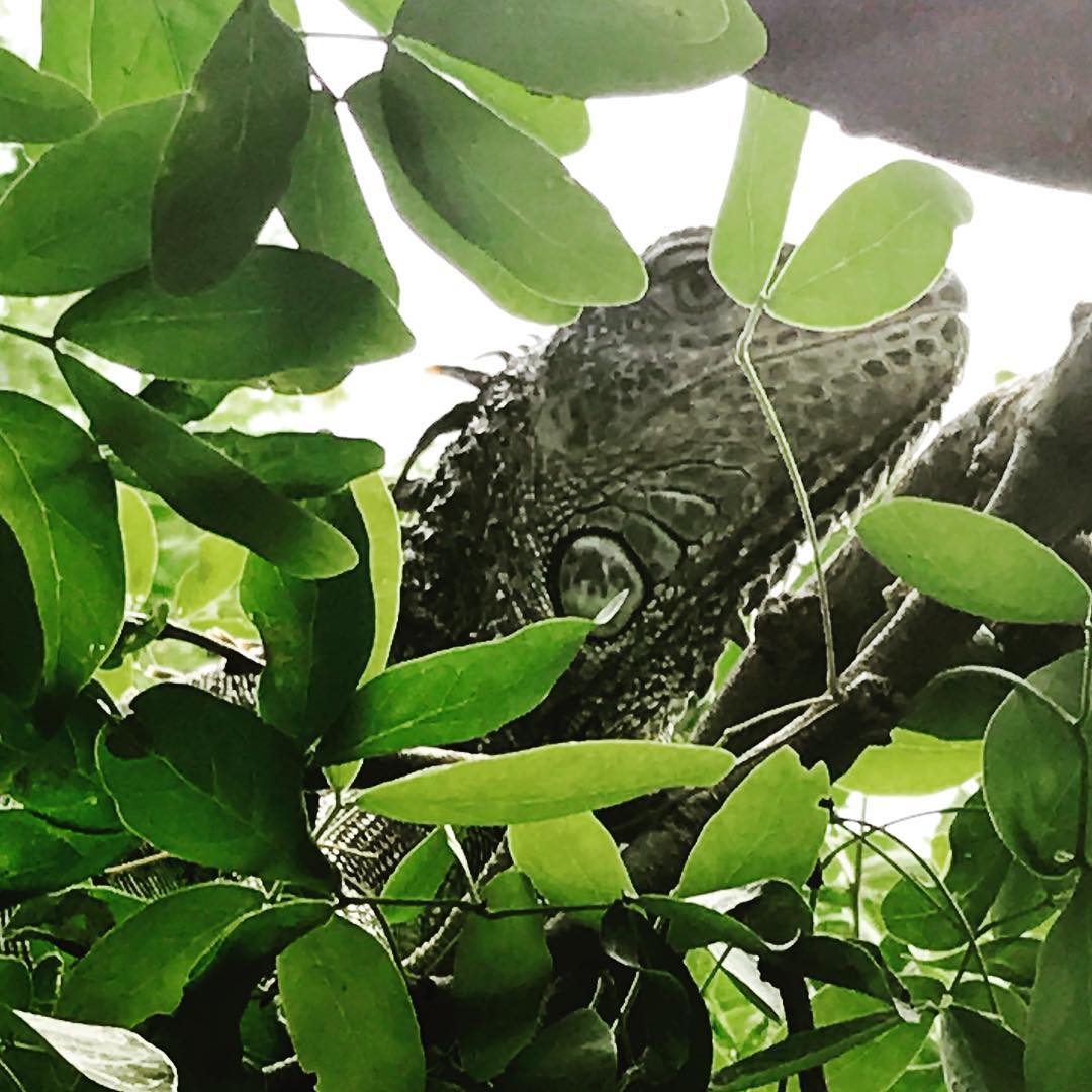 12 november: Found this little weirdo today!! He was Huge... picture doesn't do it justice... I climbed up a tall room service cart to get this picture FYI 😂🐉🐉🐉
