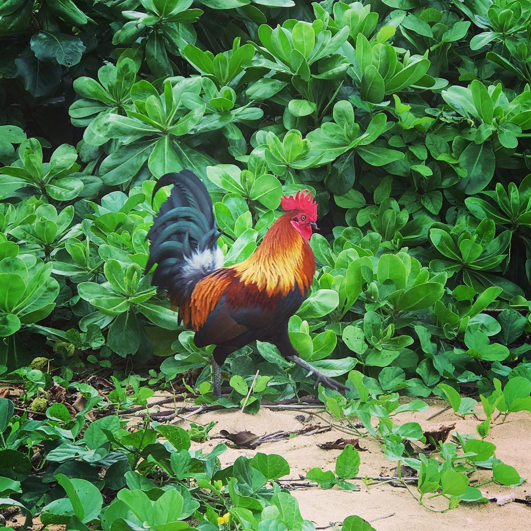 31 december: Strut. 🐔
