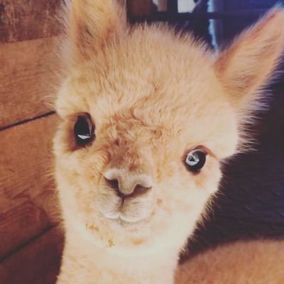 24 januari: New fact about me..... I’m dying for an alpaca .... I know already... you have to get two. @matthewkoma will leave me so right now it’s a no go. I need extra hands around because of the baby 😂 if you don’t follow @alpacasofinstagram you should. It starts the day right ...

