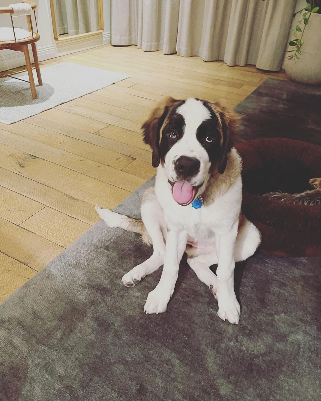 04 maart: Hai🐾 it’s me! Winnie! 🐶
