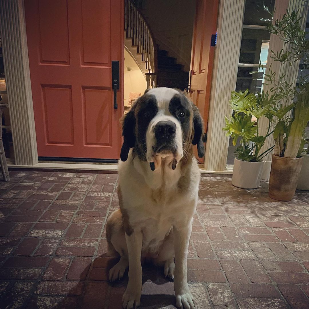 01 oktober: Da big Winnie girl waiting for me to get home from work tonight 🐶🦕
